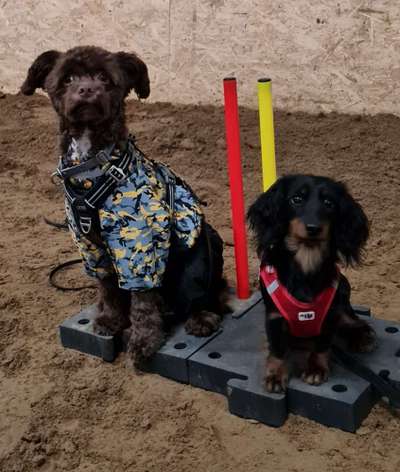 Hundekleidung - Top oder Flop-Beitrag-Bild