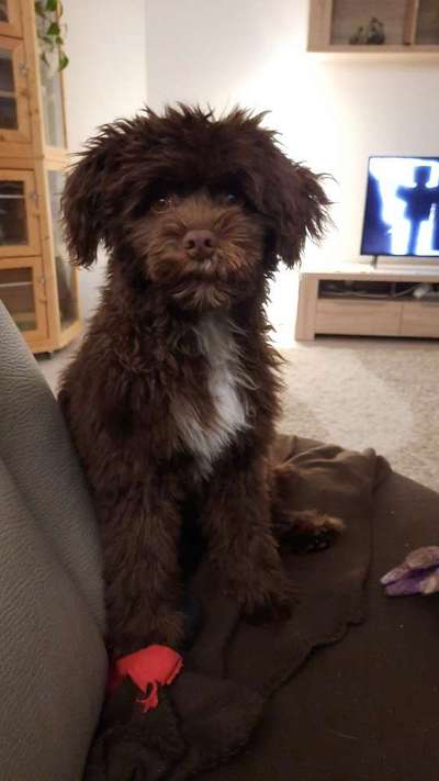 Seltene Rassen!-Beitrag-Bild