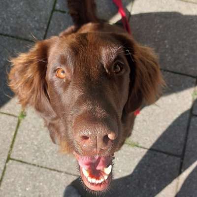 Hundetreffen-Spiele treffen-Profilbild