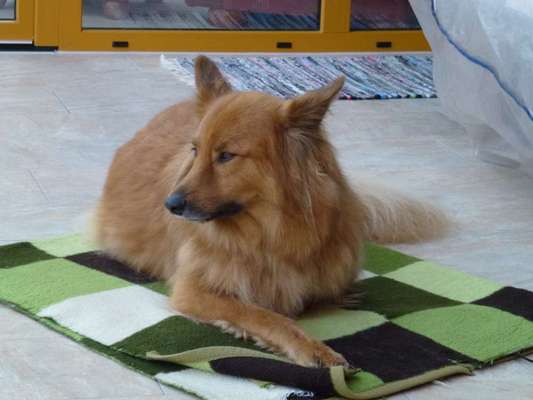 Hund aus dem Spanischen Tierschutz-Beitrag-Bild