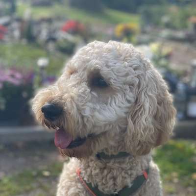 Hundetreffen-Goldendoodle Hündin sucht Social Walk Kumpel-Bild