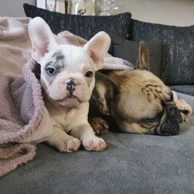 Hundetreffen-Treffen zum Gassi gehen und ausgiebig Spielen 🥰-Bild