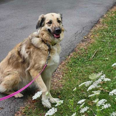 Blaualgen-Alarm: Ein Hund verstorben, mehrere erkrankt 😳😥-Beitrag-Bild