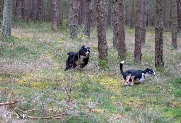 Fotosammlung: ,,Der natürliche Hund" Unbearbeitet, ungestellt und in Natura-Beitrag-Bild