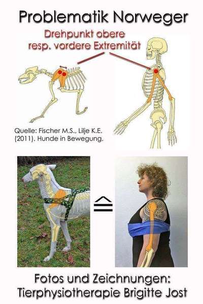 julius k9 geschirr-Beitrag-Bild