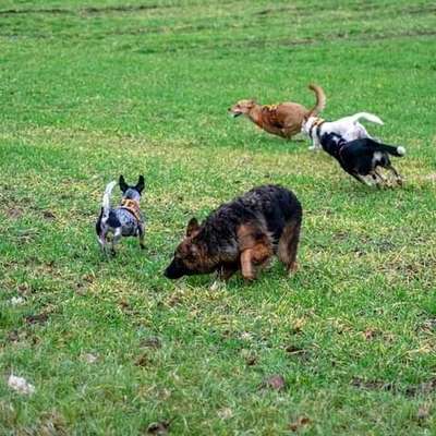 Fotosammlung: ,,Der natürliche Hund" Unbearbeitet, ungestellt und in Natura-Beitrag-Bild