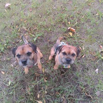 Hundetreffen-Social Walk evtl. mit Training-Profilbild