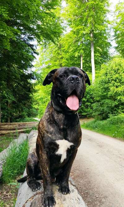 Rassensuche Cane Corso Italiano-Beitrag-Bild
