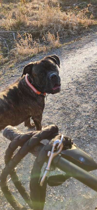 cane corso-Beitrag-Bild