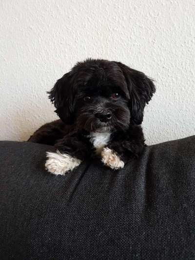 bolonka zwetna 😁-Beitrag-Bild