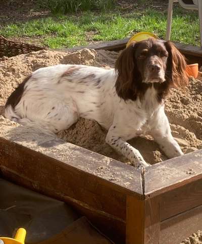 Kleiner Münsterländer!-Beitrag-Bild