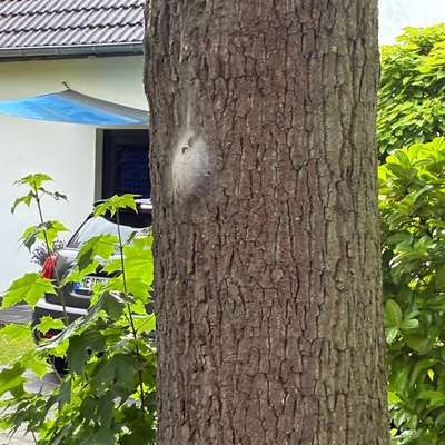 Giftköder-Eichenprozessionsspinner-Bild