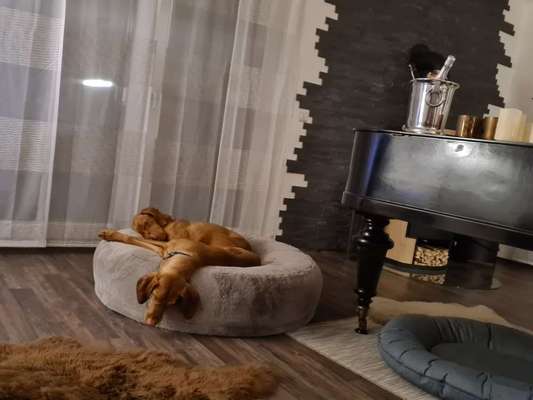 Zeigt mir die lustigsten Schlafpositionen eurer Fellnasen-Beitrag-Bild