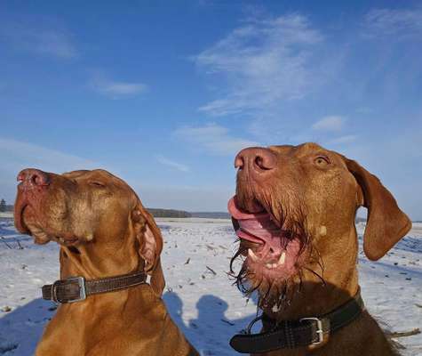 Magyar Vizsla-Beitrag-Bild