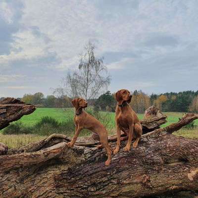 Magyar Vizsla UK-Beitrag-Bild