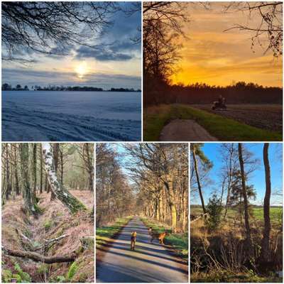 Die wunderschöne Welt mit Hund.-Beitrag-Bild