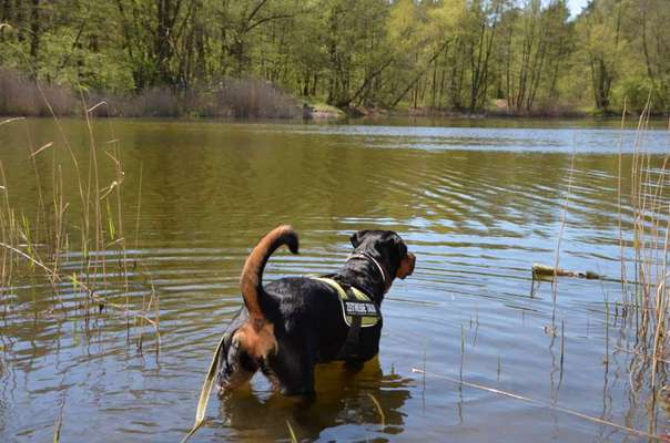 Dogorama-Monats-Challenge-Mai "Wasser"-Beitrag-Bild