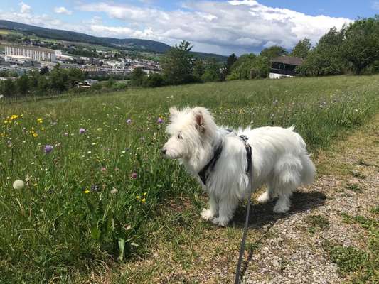 Gen-Test Empfehlungen-Beitrag-Bild