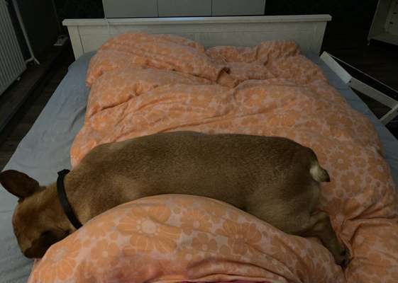 Dogorama Photo Challenge - Frühjahrsmüdigkeit-Beitrag-Bild