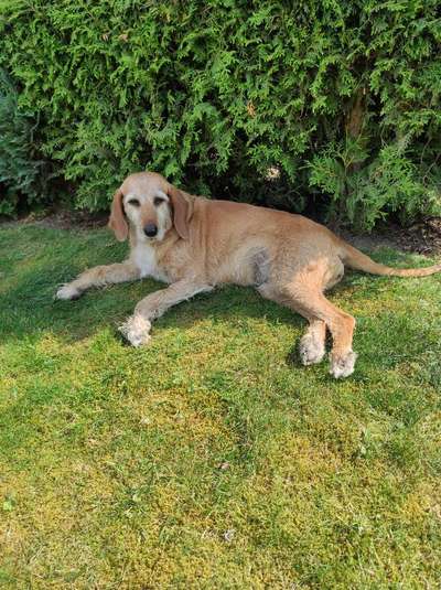 Auslandstierschutz-Beitrag-Bild