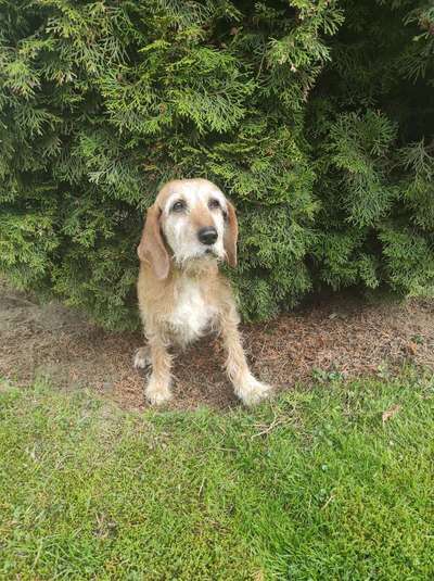 Spinone Italiano & Segugio Italiano im Sauerland-Beitrag-Bild