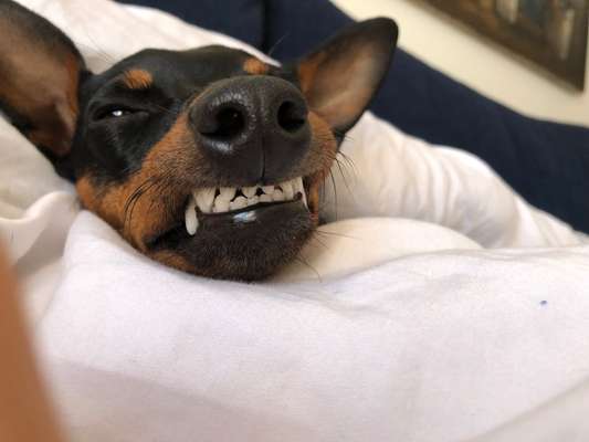 Lustigsten Grimassen von euren Hunden-Beitrag-Bild