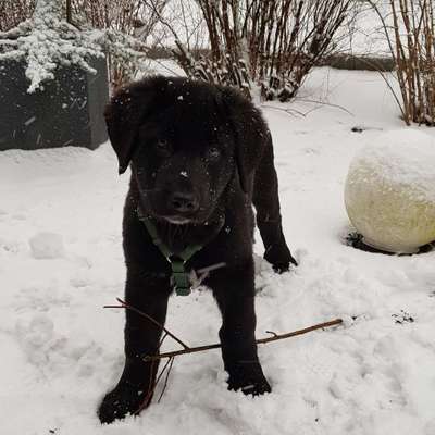 Hundetreffen-Junghundetreffen-Profilbild