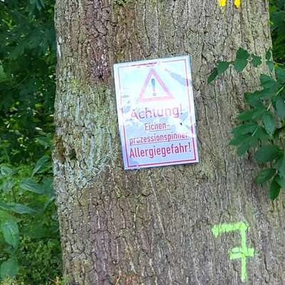 Giftköder-Eichenprozessionsspinner-Bild