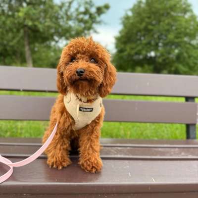 Hundetreffen-Spieltreffen/Spaziergang mit kleinen Hunden-Bild