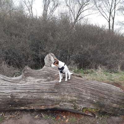 Hundetreffen-Gassirunde-Bild