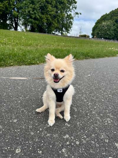 Hundetreffen-Toben nur mit kleinen Hunden-Bild