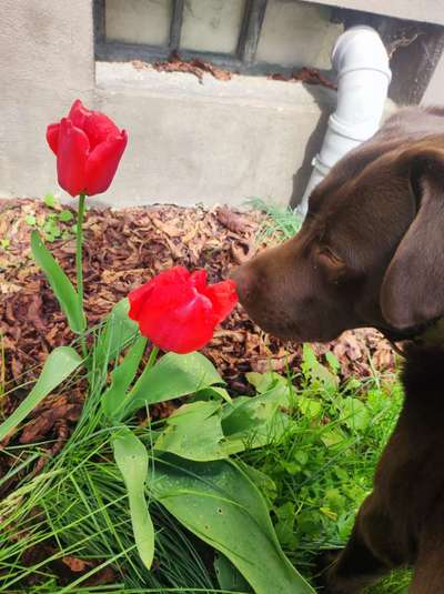 Hundetreffen-Mojo sucht Freunde-Bild