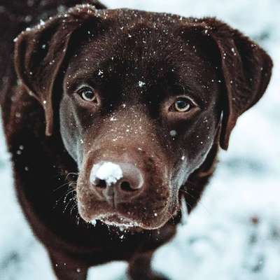 Hundetreffen-Mojo sucht Freunde-Bild