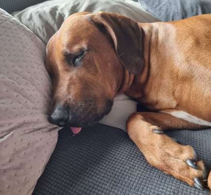 Rhodesian Ridgeback-Beitrag-Bild