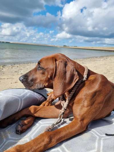 Rhodesian Ridgeback-Beitrag-Bild