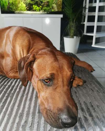Rhodesian Ridgeback-Beitrag-Bild