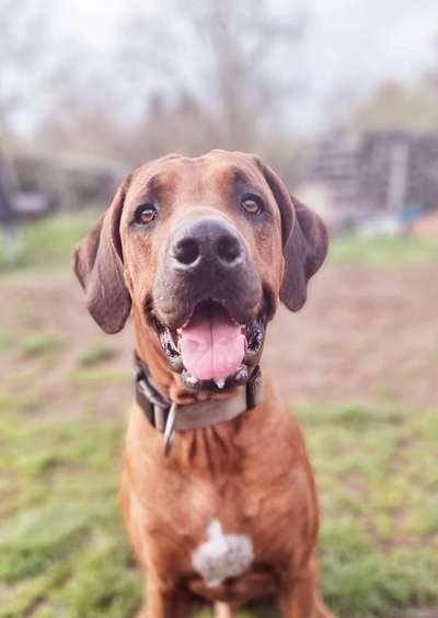 Rhodesian Ridgeback-Beitrag-Bild