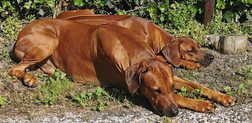 Rhodesian Ridgeback-Beitrag-Bild