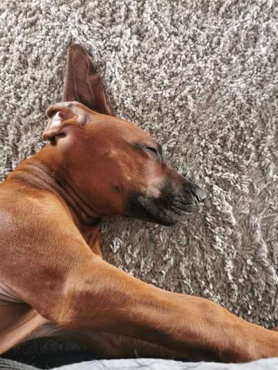 Rhodesian Ridgeback-Beitrag-Bild