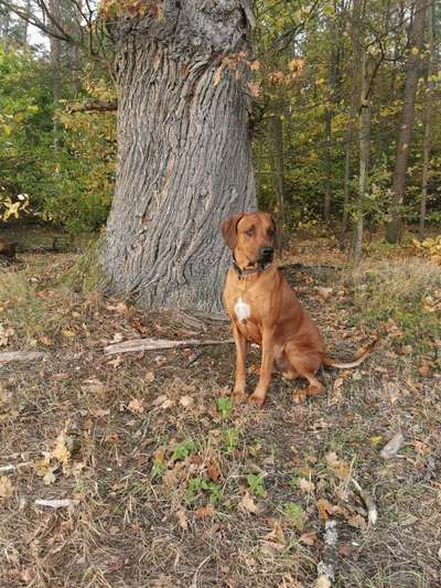 Rhodesian Ridgeback-Beitrag-Bild