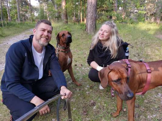 Rhodesian Ridgeback-Beitrag-Bild