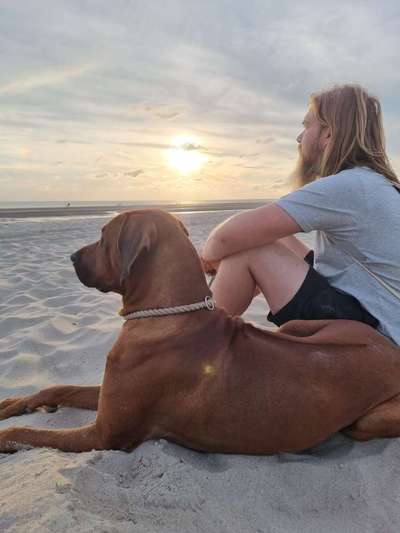 Rhodesian Ridgeback-Beitrag-Bild