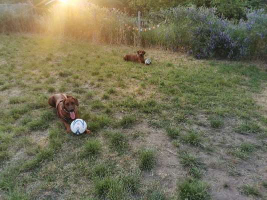 Rhodesian Ridgeback-Beitrag-Bild