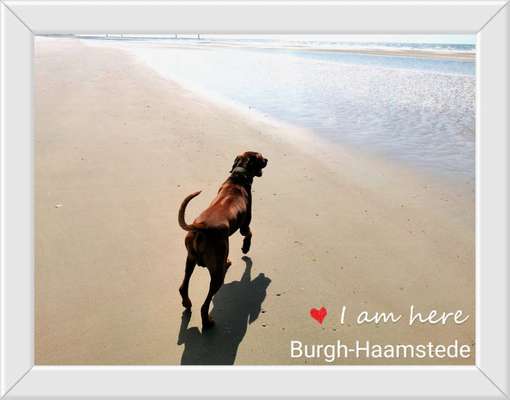 Rhodesian Ridgeback-Beitrag-Bild