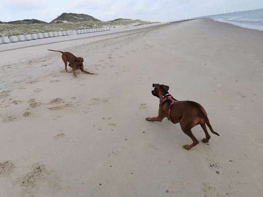 Rhodesian Ridgeback-Beitrag-Bild