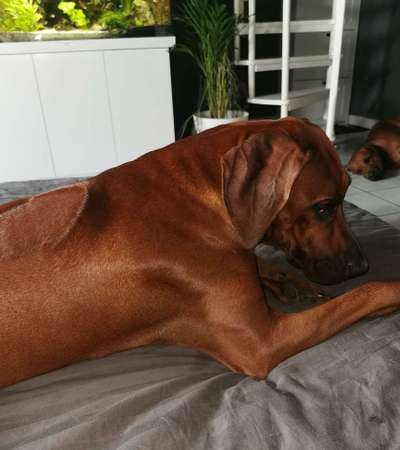 Rhodesian Ridgeback-Beitrag-Bild