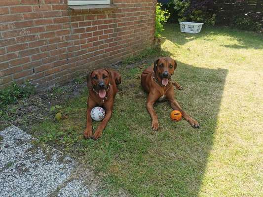 Rhodesian Ridgeback-Beitrag-Bild