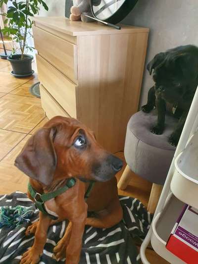 Rhodesian Ridgeback-Beitrag-Bild