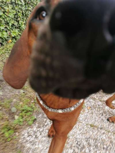Rhodesian Ridgeback-Beitrag-Bild
