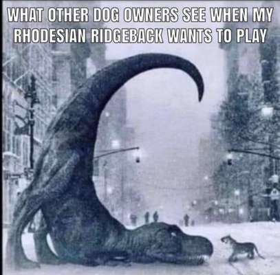 Rhodesian Ridgeback-Beitrag-Bild